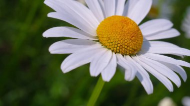 Yaz alanında chamomiles yakın çekim
