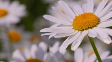 Yaz alanında chamomiles yakın çekim