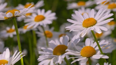 Yaz alanında chamomiles yakın çekim