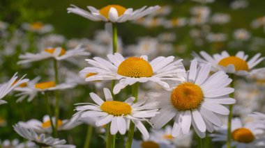Yaz alanında chamomiles yakın çekim