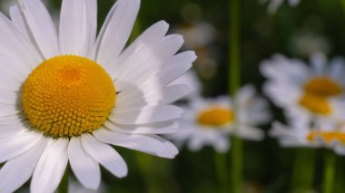 Bir yaz tarlasında papatya yakın çekim üzerinde Ladybug.