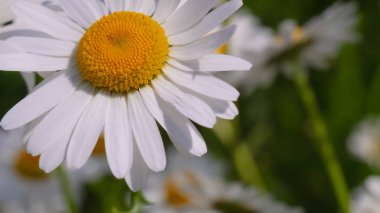 Bir yaz tarlasında papatya yakın çekim üzerinde Ladybug.