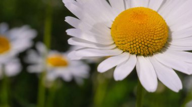Bir yaz tarlasında papatya yakın çekim üzerinde Ladybug.