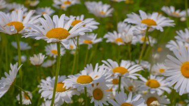 Bir yaz tarlasında papatya yakın çekim üzerinde Ladybug.