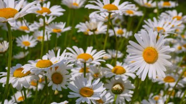 Bir yaz tarlasında papatya yakın çekim üzerinde Ladybug.
