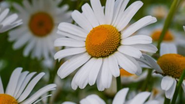 Bir yaz tarlasında papatya yakın çekim üzerinde Ladybug.