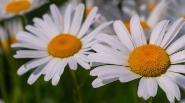 Bir yaz tarlasında papatya yakın çekim üzerinde Ladybug.