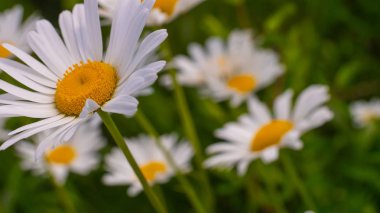Bir yaz tarlasında papatya yakın çekim üzerinde Ladybug.