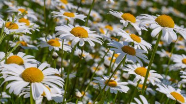 Bir yaz tarlasında papatya yakın çekim üzerinde Ladybug.