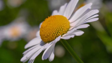 Bir yaz tarlasında papatya yakın çekim üzerinde Ladybug.