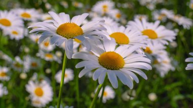 Bir yaz tarlasında papatya yakın çekim üzerinde Ladybug.