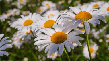 Bir yaz tarlasında papatya yakın çekim üzerinde Ladybug.