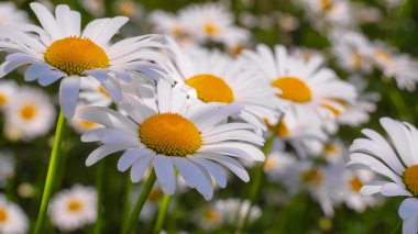 Bir yaz tarlasında papatya yakın çekim üzerinde Ladybug.