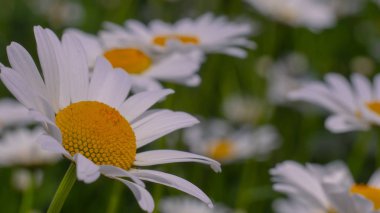 Bir yaz tarlasında papatya yakın çekim üzerinde Ladybug.