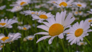 Bir yaz tarlasında papatya yakın çekim üzerinde Ladybug.