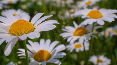 Bir yaz tarlasında papatya yakın çekim üzerinde Ladybug.