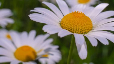 Bir yaz tarlasında papatya yakın çekim üzerinde Ladybug.