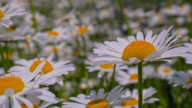 Bir yaz tarlasında papatya yakın çekim üzerinde Ladybug.