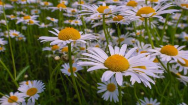 Bir yaz tarlasında papatya yakın çekim üzerinde Ladybug.