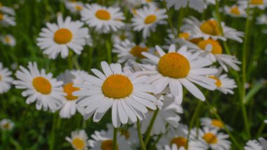 Bir yaz tarlasında papatya yakın çekim üzerinde Ladybug.