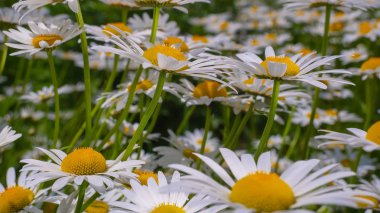 Bir yaz tarlasında papatya yakın çekim üzerinde Ladybug.