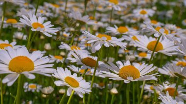 Bir yaz tarlasında papatya yakın çekim üzerinde Ladybug.