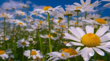 Bir yaz tarlasında papatya yakın çekim üzerinde Ladybug.