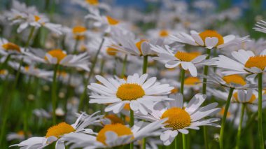Bir yaz tarlasında papatya yakın çekim üzerinde Ladybug.