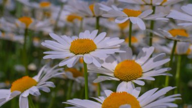 Bir yaz tarlasında papatya yakın çekim üzerinde Ladybug.