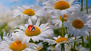 Bir yaz tarlasında papatya yakın çekim üzerinde Ladybug.