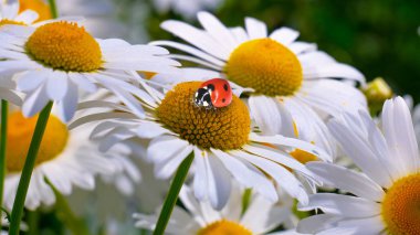 Bir yaz tarlasında papatya yakın çekim üzerinde Ladybug.
