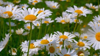 Bir yaz tarlasında papatya yakın çekim üzerinde Ladybug.