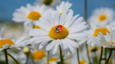 Bir yaz tarlasında papatya yakın çekim üzerinde Ladybug.