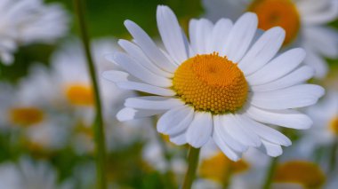 Bir yaz tarlasında papatya yakın çekim üzerinde Ladybug.