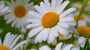 Bir yaz tarlasında papatya yakın çekim üzerinde Ladybug.