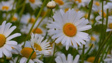 Bir yaz tarlasında papatya yakın çekim üzerinde Ladybug.