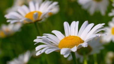 Bir yaz tarlasında papatya yakın çekim üzerinde Ladybug.