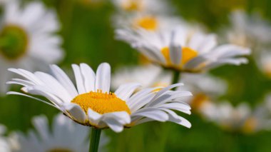 Bir yaz tarlasında papatya yakın çekim üzerinde Ladybug.