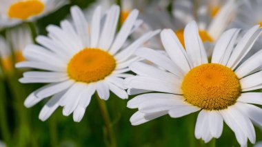 Bir yaz tarlasında papatya yakın çekim üzerinde Ladybug.