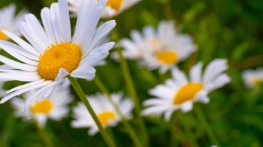 Bir yaz tarlasında papatya yakın çekim üzerinde Ladybug.