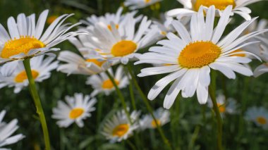 Bir yaz tarlasında papatya yakın çekim üzerinde Ladybug.