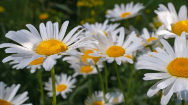Bir yaz tarlasında papatya yakın çekim üzerinde Ladybug.