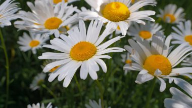 Bir yaz tarlasında papatya yakın çekim üzerinde Ladybug.