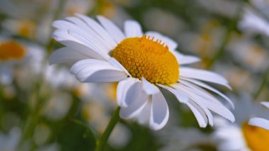 Bir yaz tarlasında papatya yakın çekim üzerinde Ladybug.