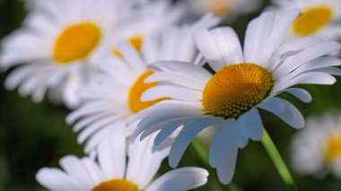 Bir yaz tarlasında papatya yakın çekim üzerinde Ladybug.