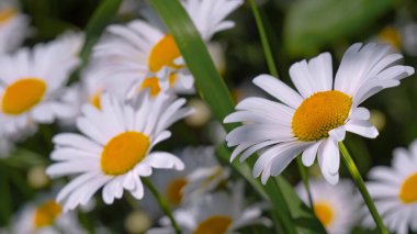 Bir yaz tarlasında papatya yakın çekim üzerinde Ladybug.