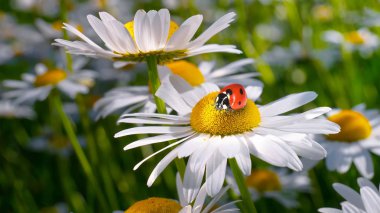 Bir yaz tarlasında papatya yakın çekim üzerinde Ladybug.