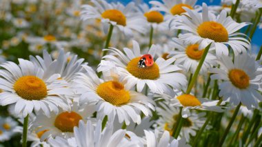 Bir yaz tarlasında papatya yakın çekim üzerinde Ladybug.