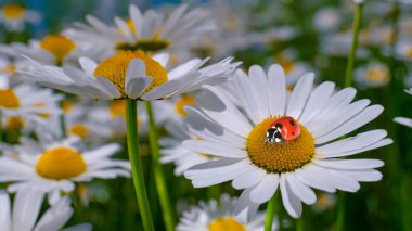 Bir yaz tarlasında papatya yakın çekim üzerinde Ladybug.