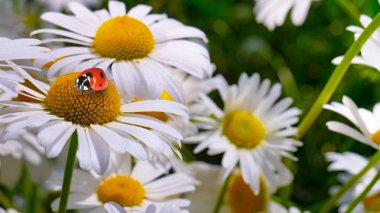 Bir yaz tarlasında papatya yakın çekim üzerinde Ladybug.